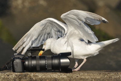 Als je autofocus niet werkt gaat er even van alles door je heen: alleen al de reparatiekosten! Een ramp! Gelukkig was op deze dag de nikon expert aanwezig die de camera even grondig onderzocht. En wat bleek: de lens stond op manual focus! Kwestie van het schuifje weer terug  zetten, en lekker weer door fotograferen. 
Bedankt meeuw, voor je gratis werk (als beloning kreeg hij wat kruimeltjes van Teune's krentenbol).