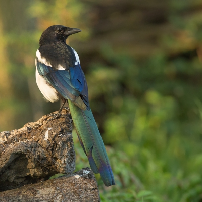 Deze Ekster kwam in het laatste avondlicht nog even poseren. Ik vind de kleuren van de vogel hier erg mooi uitkomen.