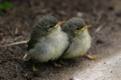 Deze grasmusjes waren net uitgevlogen. Overal zaten ze in de tuin. Ik heb er heel wat foto's van kunnen maken, dit is voor mij de mooiste. Ze zaten op de grond en ik deed steeds weer een stap naar voren, ik was bang dat ze weg zouden vliegen. Toen ik een paar keer klikte met het fototoestel vlogen ze weg en je raad het nooit: een op mijn hoofd en de andere op m'n knie.
Uit de hand genomen canon eos 300d  lens canon ef 90- 300