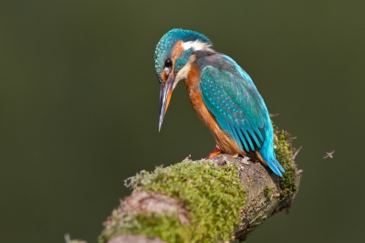 <i class='fa fa-user'></i>&nbsp;JHR&nbsp;|   IJsvogel&nbsp; <i class='fa fa-eye'>&nbsp;496</i> &nbsp;<i class='fa fa-thumbs-up'>&nbsp;1</i> &nbsp; <i class='fa fa-comment-o'>&nbsp;5</i>