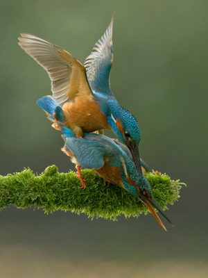 <i class='fa fa-user'></i>&nbsp;meesvink&nbsp;|   IJsvogel&nbsp; <i class='fa fa-eye'>&nbsp;1035</i> &nbsp;<i class='fa fa-thumbs-up'>&nbsp;25</i> &nbsp; <i class='fa fa-comment-o'>&nbsp;23</i>