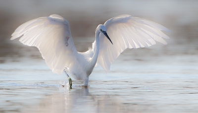 <i class='fa fa-user'></i>&nbsp;Jan van der Linden&nbsp;|   Kleine Zilverreiger&nbsp; <i class='fa fa-eye'>&nbsp;776</i> &nbsp;<i class='fa fa-thumbs-up'>&nbsp;24</i> &nbsp; <i class='fa fa-comment-o'>&nbsp;21</i>