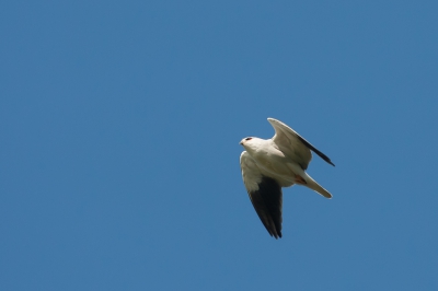 Tijdens mijn laatste weekje vakantie! De vorige avond werd er een Grijze Wouw gemeld in Rupelmonde, ik ging dus vroeg slapen en ben er de volgende morgen meteen naartoe gefietst. De vogel zat bij mijn aankomst op zo'n 200m in een dode boom. Na een halfuurtje was hij het gepest van de Eksters beu en vloog hij recht over onze hoofden weg. Zalig zo'n supersoort op 15 km van je huis!