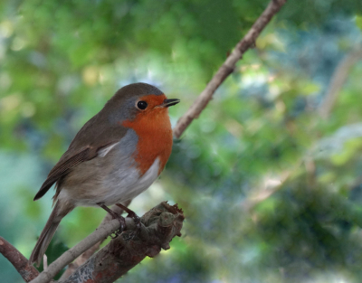Zaterdag op de open monumentendag gingen wij de vuurtoren van Nieuw-Haamstede beklimmen. Omdat we enige tijd moesten wachten, zijn we de tuin rond de vuurtoren ingelopen. In de bosjes hoorde ik een roodborstje zingen. Een aantal foto's gemaakt en toen van het uitzicht genoten.