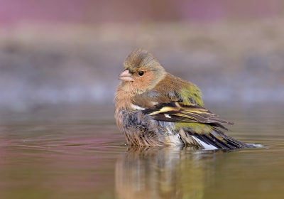<i class='fa fa-user'></i>&nbsp;Henk Laverman&nbsp;|   Vink&nbsp; <i class='fa fa-eye'>&nbsp;318</i> &nbsp; <i class='fa fa-comment-o'>&nbsp;6</i>
