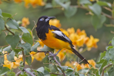 Deze Oranje Troepialen kom je op heel Curacao tegen. Ze zijn, in Augustus, vaak goed te herkennen in het droge landschap van Curacao. Deze foto is gemaakt vanaf de veranda van onze bungalow.