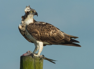 ik had de Visarend vorig jaar al gefotografeerd op zn visplek langs de IJssel onder mijn oude profiel (hans/oasen)
en dit jaar was hij weer terug en wilde ik een stap verder gaan
hem op de plaat zetten als hij zijn visje op eet.
het heeft een paar dagen gekost om mijn camouflagetent dicht bij te krijgen.
maar uiteindelijk was ik op de juiste plek!!
en kon ik gaan genieten als hij zijn vis kwam op eten
ik had de Visarend vorig jaar al gefotografeerd op zn visplek langs de IJssel onder mijn oude profiel (hans/oasen)
en dit jaar was hij weer terug en wilde ik een stap verder gaan
hem op de plaat zetten als hij zijn visje op eet.
het heeft een paar dagen gekost om mijn camouflagetent dicht bij te krijgen.
maar uiteindelijk was ik op de juiste plek!!
en kon ik gaan genieten als hij zijn vis kwam op eten