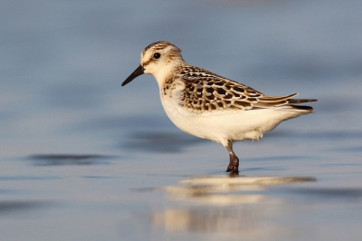 Deze kleine rakkers kwamen ook af en toe langszoeven en streken gelukkig ook neer. Eindelijk maar toch,kwamen ze ook op foto-afstand, maar wat zijn het mini-vogeltjes vergeleken met hun grotere neven. En z beweeglijk. Deze ging er wel even heel mooi voor staan  en kon de grote Tamron zijn kwaliteit weer doen gelden!