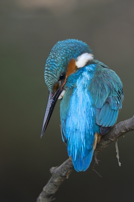 <i class='fa fa-user'></i>&nbsp;Corn� van Oosterhout&nbsp;|   IJsvogel&nbsp; <i class='fa fa-eye'>&nbsp;686</i> &nbsp;<i class='fa fa-thumbs-up'>&nbsp;5</i> &nbsp; <i class='fa fa-comment-o'>&nbsp;8</i>