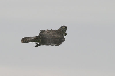 <i class='fa fa-user'></i> cor | Buizerd  <i class='fa fa-eye'> 796</i>   <i class='fa fa-comment-o'> 11</i>
