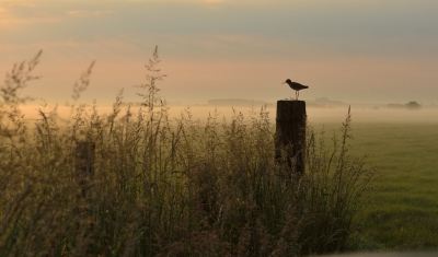 Begin juni een uur eerder opgestaan en voordat ik naar mijn werk moest nog even de polder in gegaan....Die morgen was het licht heel mooi. Met 24-70mm lens geprobeerd dit vast te leggen. Natuurlijk met de tureluur!