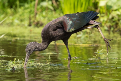 <i class='fa fa-user'></i>&nbsp;HenkSchuurman&nbsp;|   Zwarte Ibis&nbsp; <i class='fa fa-eye'>&nbsp;273</i> &nbsp;<i class='fa fa-thumbs-up'>&nbsp;7</i> &nbsp; <i class='fa fa-comment-o'>&nbsp;11</i>