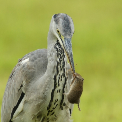 <i class='fa fa-user'></i>&nbsp;Rijn B�cude&nbsp;|   Blauwe Reiger&nbsp; <i class='fa fa-eye'>&nbsp;635</i> &nbsp;<i class='fa fa-thumbs-up'>&nbsp;3</i> &nbsp; <i class='fa fa-comment-o'>&nbsp;17</i>
