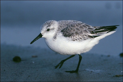 Naar aanleiding van Daan's oproep (ook al staat er al wel 1 in een persoonlijk album) een drieteenstrandloper. Wel in Engeland genomen.

Aparatuur: Eos 3 + EF 400/5.6L (msch 1.4x) + 25mm ext ring + fill flash ~-1 2/3, statief, sensia 100, gescanned

Groet

Peter