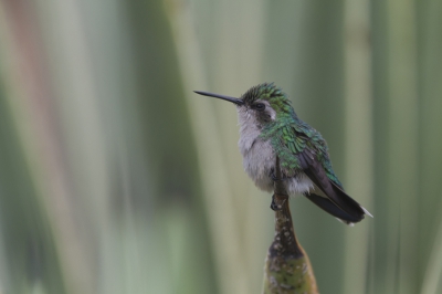 Deze vrouwelijke Kolibri was even rustig gaan zitten om de veren uit te schudden na een forse regenbui.