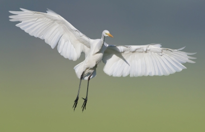 <i class='fa fa-user'></i>&nbsp;Edward van Altena&nbsp;|   Grote Zilverreiger&nbsp; <i class='fa fa-eye'>&nbsp;653</i> &nbsp;<i class='fa fa-thumbs-up'>&nbsp;7</i> &nbsp; <i class='fa fa-comment-o'>&nbsp;18</i>