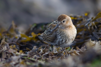<i class='fa fa-user'></i>&nbsp;Peter Soer&nbsp;|   Bonte Strandloper&nbsp; <i class='fa fa-eye'>&nbsp;112</i> &nbsp;<i class='fa fa-thumbs-up'>&nbsp;3</i> &nbsp; <i class='fa fa-comment-o'>&nbsp;3</i>