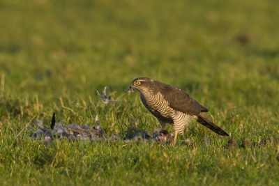 Het plukken van de prooi (Kramsvogel) gebeurde helaas ver weg in een weiland. Dit plaatje stevig gecropt. Het werk zat er snel op, per keer gingen er flnke plukken af. Om de vogel een aardige deken van veren.