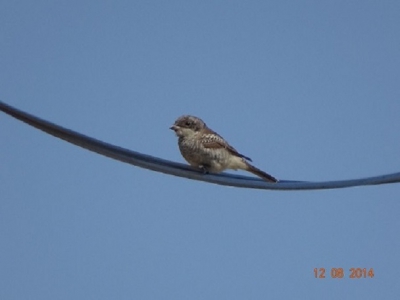 Kan iemand mij vertellen wat voor vogeltje dit is? Hij zat op een elektriciteitsdraad in de velden in de Herault, Zuid Frankrijk.