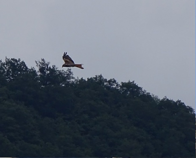 Ik dacht een wouw omdat hij een gevorkte staart heeft. Hij heeft een beetje roodachtige staart... Hij vloog boven een weiland. 
Weet iemand wat dit is?