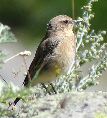 Bijna boven op een col vloog dit vogeltje op een veldje, met wat rotsblokken. Het was boven de boomgrens. Hij zat in struiken en veel op een rotsblok waar hij wat rond hupte. 
Ik denk dat het een tuinfluiter is?