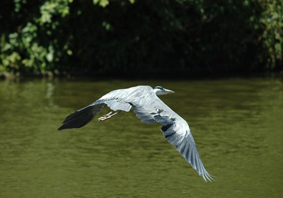 mijn eerste reiger met de Sigma 80-400mm OS op mijn Nikon D70. Ik ben een beetje traag geweest... daarom het "slechte" perspectief...