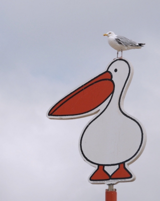 De gehele zomer heeft deze Pelikaan op het Scheveningse strand gestaan. Heb me suf gezocht welk soort, helaas, niet kunnen vinden ;-). Dan maar gekozen voor de ons welbekende Zilvermeeuw, echter hier als roofvogel aanwezig, loerend op een boterham in handen van een man, vrouw of kind.