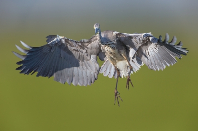 <i class='fa fa-user'></i>&nbsp;Edward van Altena&nbsp;|   Blauwe Reiger&nbsp; <i class='fa fa-eye'>&nbsp;645</i> &nbsp;<i class='fa fa-thumbs-up'>&nbsp;4</i> &nbsp; <i class='fa fa-comment-o'>&nbsp;11</i>