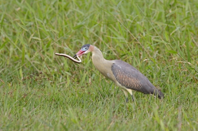 <i class='fa fa-user'></i>&nbsp;Brasil&nbsp;|   Fluitreiger&nbsp; <i class='fa fa-eye'>&nbsp;512</i> &nbsp;<i class='fa fa-thumbs-up'>&nbsp;1</i> &nbsp; <i class='fa fa-comment-o'>&nbsp;5</i>