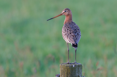 Nabij Eernewoude bij Iesicht een weggetje ontdekt waar je nog ouderwets veel grutto's op paaltjes kon fotograferen. 's Avonds veel uren gemaakt.