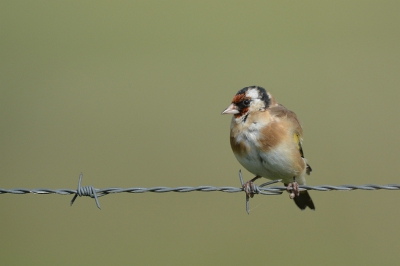 Niet verwacht en op zoek naar een andere vogel deze Putter gespot die in een distelveldje aan het foerageren was en even op het prikkeldraad kwam zitten.