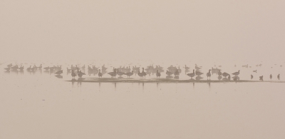<i class='fa fa-user'></i>&nbsp;LeerdammerKees&nbsp;|   Brandgans&nbsp; <i class='fa fa-eye'>&nbsp;499</i> &nbsp;<i class='fa fa-thumbs-up'>&nbsp;2</i> &nbsp; <i class='fa fa-comment-o'>&nbsp;13</i>