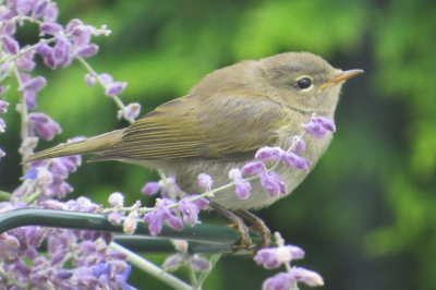 Dit vogeltje liet zich niet makkelijk vastleggen, wippend tussen de Russische salie