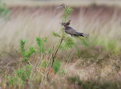 Bij het bekijken van wat foto's uit het archief kwam ik deze tegen. Samen met een collagafotograaf en m'n broertje gingen we een dagje fotograferen op de Veluwe. 
We kwamen net aan op de heide en vrijwel direct zag ik een koekoek zitten. Voorzichtig probeerden we via wat bomen en struiken dichterbij te komen. Plots kwam er een vogeltje aan, ging bovenop de koekoek zitten en voerde hem. We hadden snel door dat het een jonge koekoek was, die als pleegouders een paartje boompiepers had.
Dit bijzondere verschijnsel had ik altijd al willen fotograferen. En als het dan zo totaal onverwachts gebeurd, kan je dag niet meer stuk!

Groet,
Arn

ps. op de achtergrond zie je de andere pleegouder nog net wegvliegen..