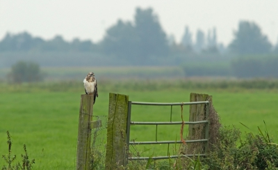 Vandaag een paar leuke gebieden verkend in Utrecht.
Onderweg diverse opnames kunnen maken. Waaronder deze mooie buizerd.