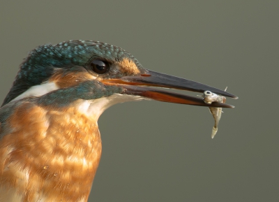<i class='fa fa-user'></i>&nbsp;Ton D�pp&nbsp;|   IJsvogel&nbsp; <i class='fa fa-eye'>&nbsp;511</i> &nbsp;<i class='fa fa-thumbs-up'>&nbsp;13</i> &nbsp; <i class='fa fa-comment-o'>&nbsp;16</i>