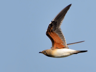 <i class='fa fa-user'></i>&nbsp;Branta-Tours&nbsp;|   Vorkstaartplevier&nbsp; <i class='fa fa-eye'>&nbsp;442</i> &nbsp;<i class='fa fa-thumbs-up'>&nbsp;1</i> &nbsp; <i class='fa fa-comment-o'>&nbsp;0</i>