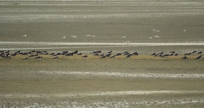 Scholekster in zijn meest favoriete habitat, Schorre gebieden kust, Deze is van einde heideweg Oosterschelde ,De weidsheid samen met de vele soorten blijft boeiend.