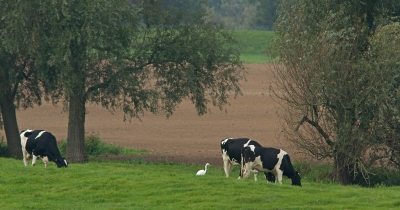 Ergens langs de Lek zag ik dit tafereel. Wat fraai alle neuzen dezelfde kant op. Was dat maar vaker zo...