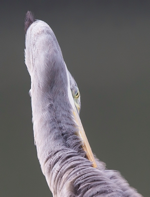 <i class='fa fa-user'></i>&nbsp;Jan van der Linden&nbsp;|   Blauwe Reiger&nbsp; <i class='fa fa-eye'>&nbsp;603</i> &nbsp;<i class='fa fa-thumbs-up'>&nbsp;4</i> &nbsp; <i class='fa fa-comment-o'>&nbsp;7</i>