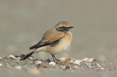 Vandaag de koereigers bij Bleskensgraaf wezen bekijken, voor mij bleven ze te ver weg. 
Nog maar een van een heel veel gefotografeerde soort. 'k Heb van de soort ook opnamen bij zonlicht, maar met bewolking vind ik de kleuren veel mooier uitkomen. 

f8 - 1/320sec