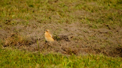 Foto gemaakt in weiland uit de hand met 300 mm lens

ik wil graag weten wat voor vogeltje het is.