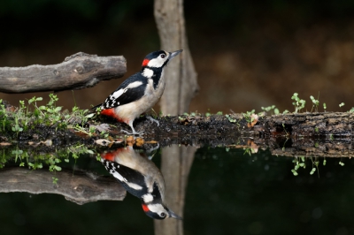 Gefotografeerd in vogelhut 4 in het Hof van Twente. Mooie windstille dag.