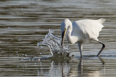 <i class='fa fa-user'></i>&nbsp;Van de Velde Frank&nbsp;|   Kleine Zilverreiger&nbsp; <i class='fa fa-eye'>&nbsp;462</i> &nbsp; <i class='fa fa-comment-o'>&nbsp;3</i>