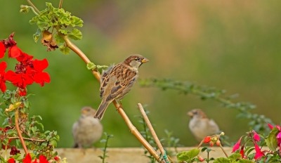 In onze tuin hebben we momenteel een groot aantal mussen. Zo gezellig dat gekwetter. Huismussen zitten vaak achter de geraniums. Deze zitten ernaast en ervoor.