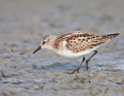 <i class='fa fa-user'></i>&nbsp;Alfred Berkhof&nbsp;|   Kleine Strandloper&nbsp; <i class='fa fa-eye'>&nbsp;354</i> &nbsp; <i class='fa fa-comment-o'>&nbsp;4</i>