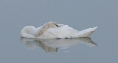 Deze jonge zwaan in alle vroegte aangetroffen nadat ik de luiken van de vogelhut opende, daarna ontwaken ervan waargenomen dat een leuk gezicht was.