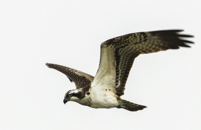 Deze visarend liet zich goed fotograferen jammer dat ik net te laat was even er voor had hij twee grote vissen in zijn klauwen