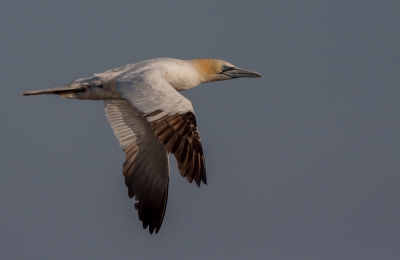 Mijn eerste birdpix foto: een Jan van Gent
Eind Juli een paar dagen naar Helgoland geweest.
Deze vroeg in de morgen gemaakt.
Heb gekozen uit de vele foto's voor een vliegende Jan van Gent en gewacht tot ze op ooghoogte voorbij kwamen.