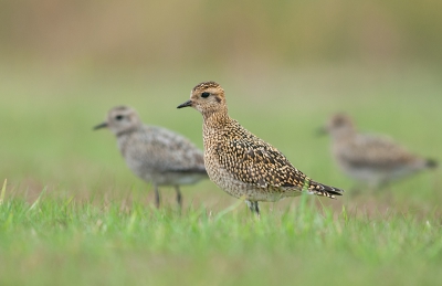 Het blijft leuk om deze mooie vogels te observeren en te fotograferen. Zolang je maar plat op de grond blijft liggen, zijn ze ook goed te benaderen. Opvallend is wel dat sommige grijs zijn en andere een mooie goudbruine kleur hebben.